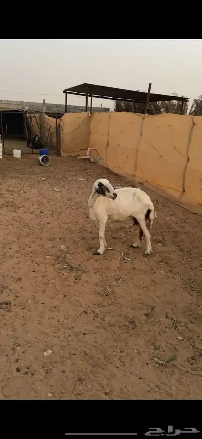 شاة ميت ولدها 1