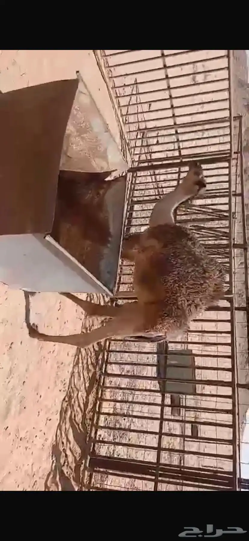 للبيع حشو اثنين عمار خمس اشهر ونص وطالع تحت امهاتهن فل الفل 1
