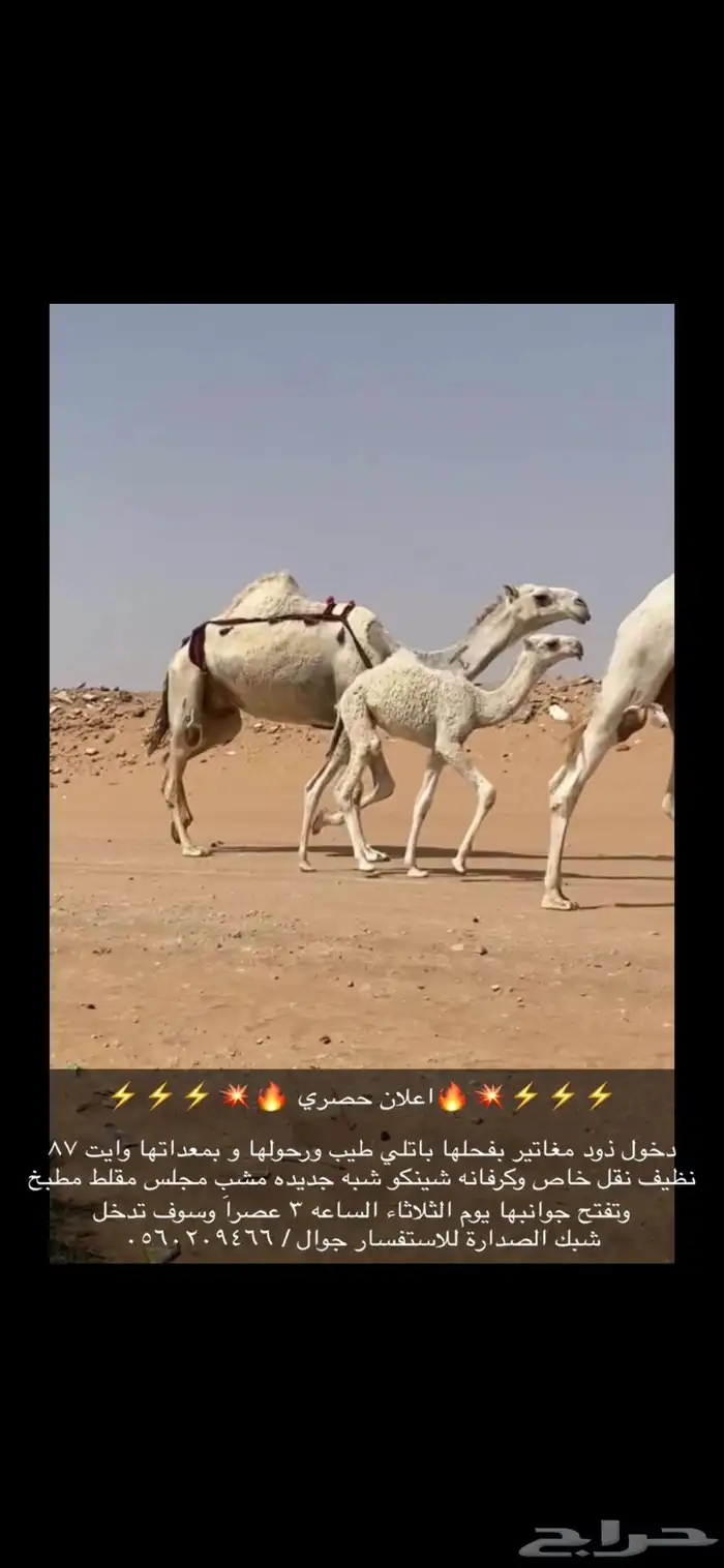 ذود 0