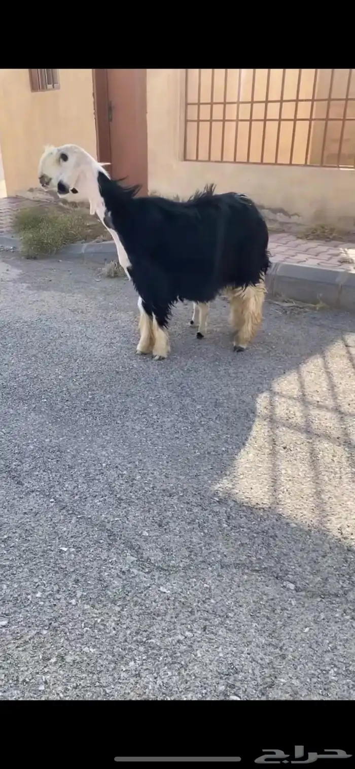 رخل صنف معها طلي 0