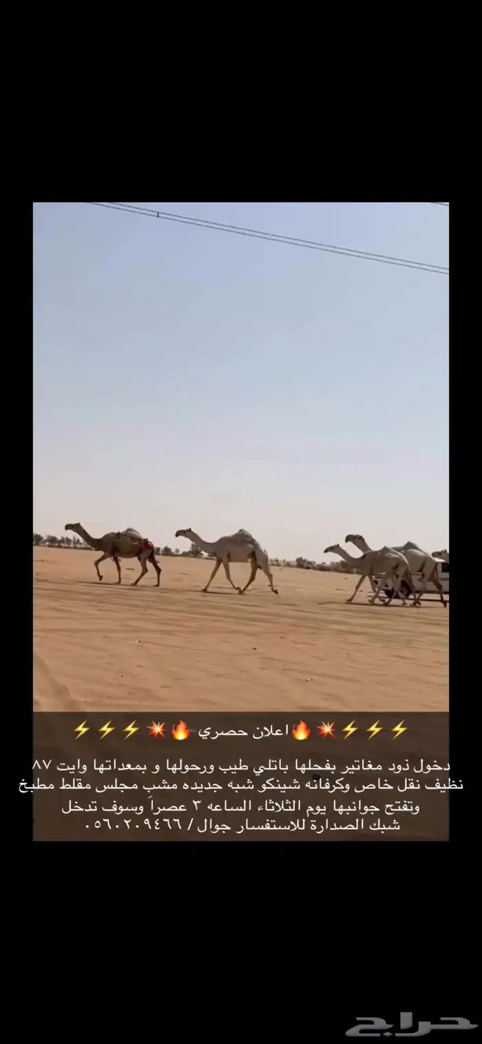ذود 1