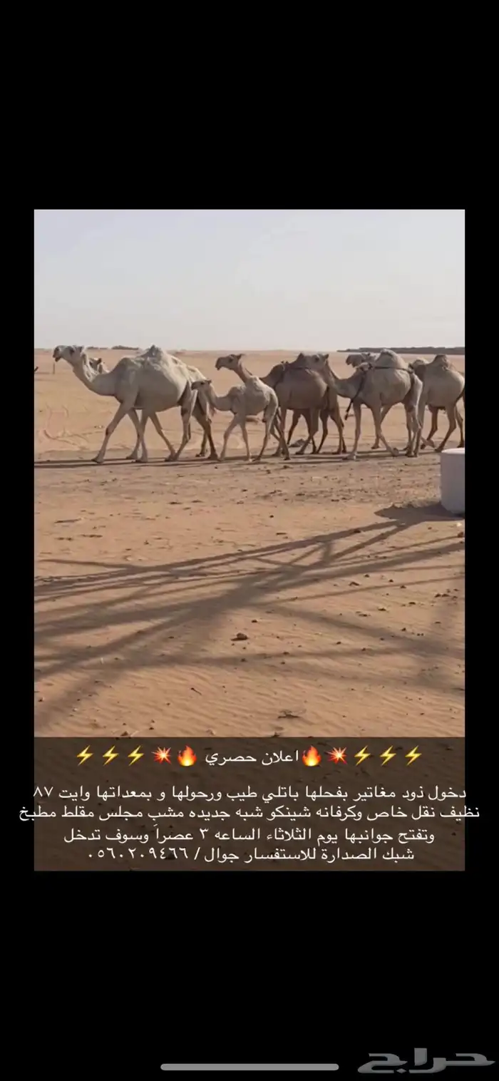 ذود 4