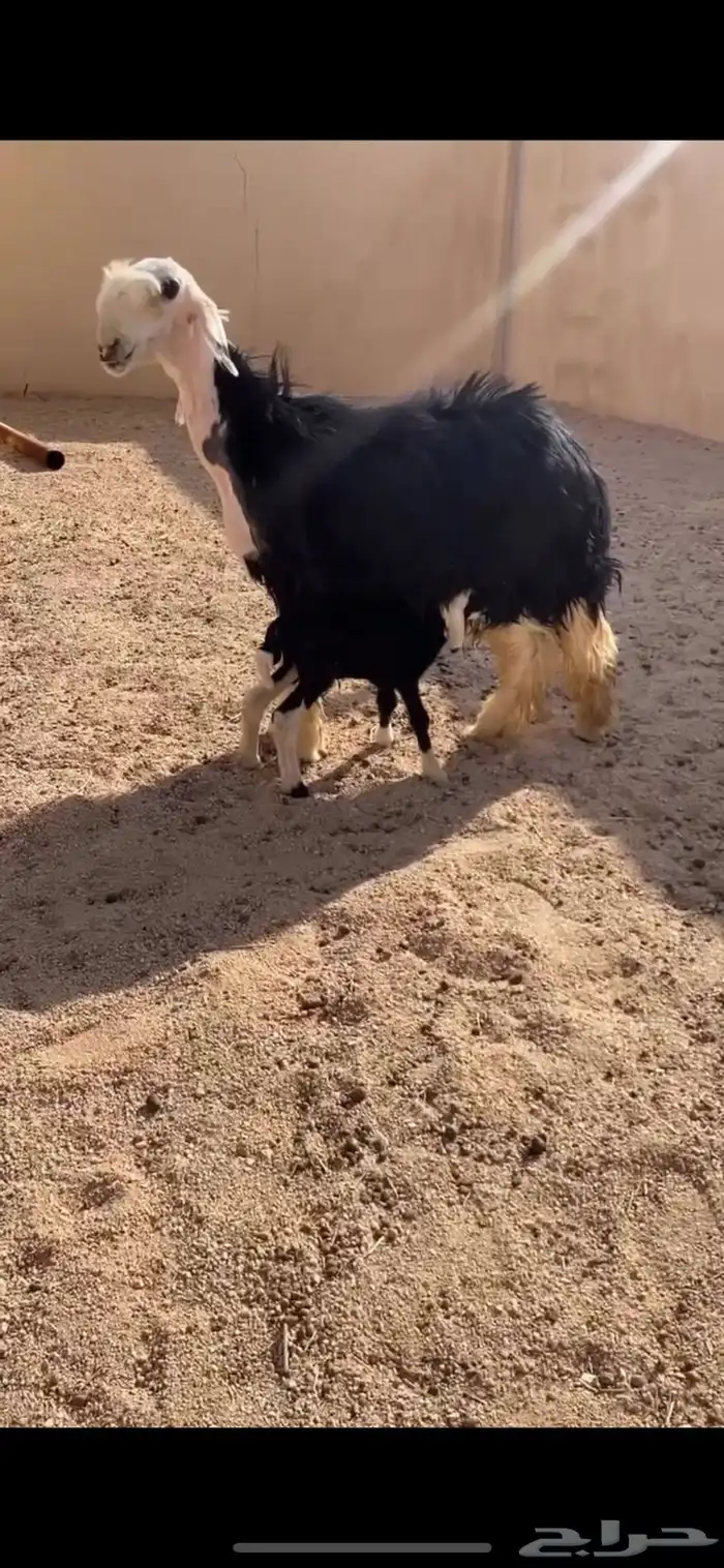 رخل صنف معها طلي 1