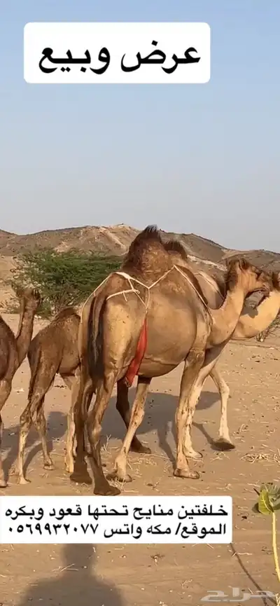 خلفات سواحل مصاغير(( تم البيع )) 4