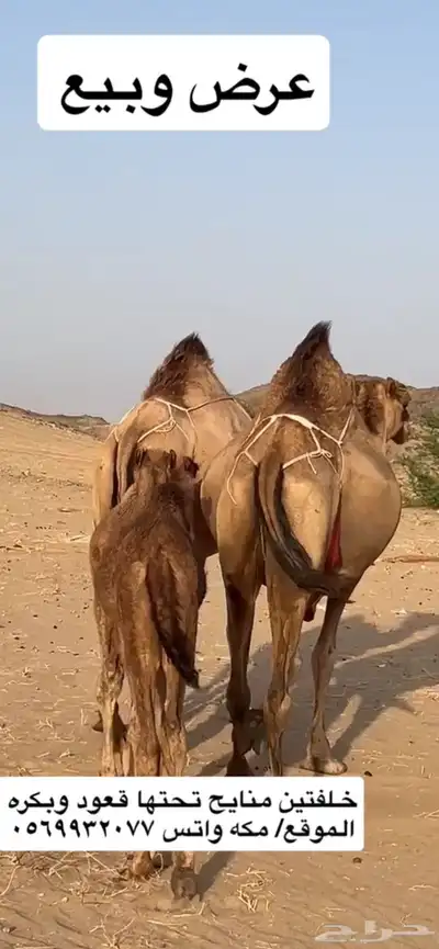 خلفات سواحل مصاغير(( تم البيع )) 0
