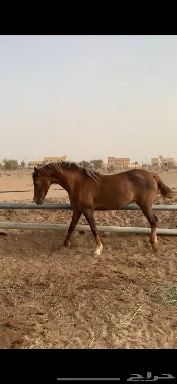 فرس جزيريه ناده 2