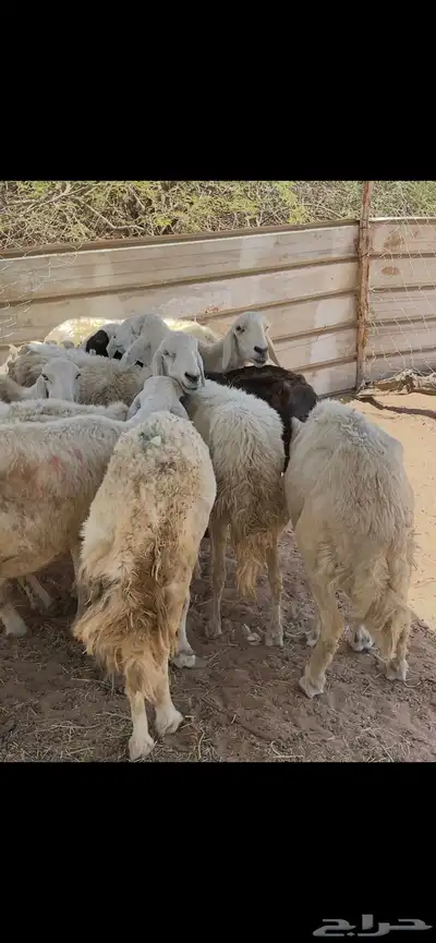 تم البيع 8