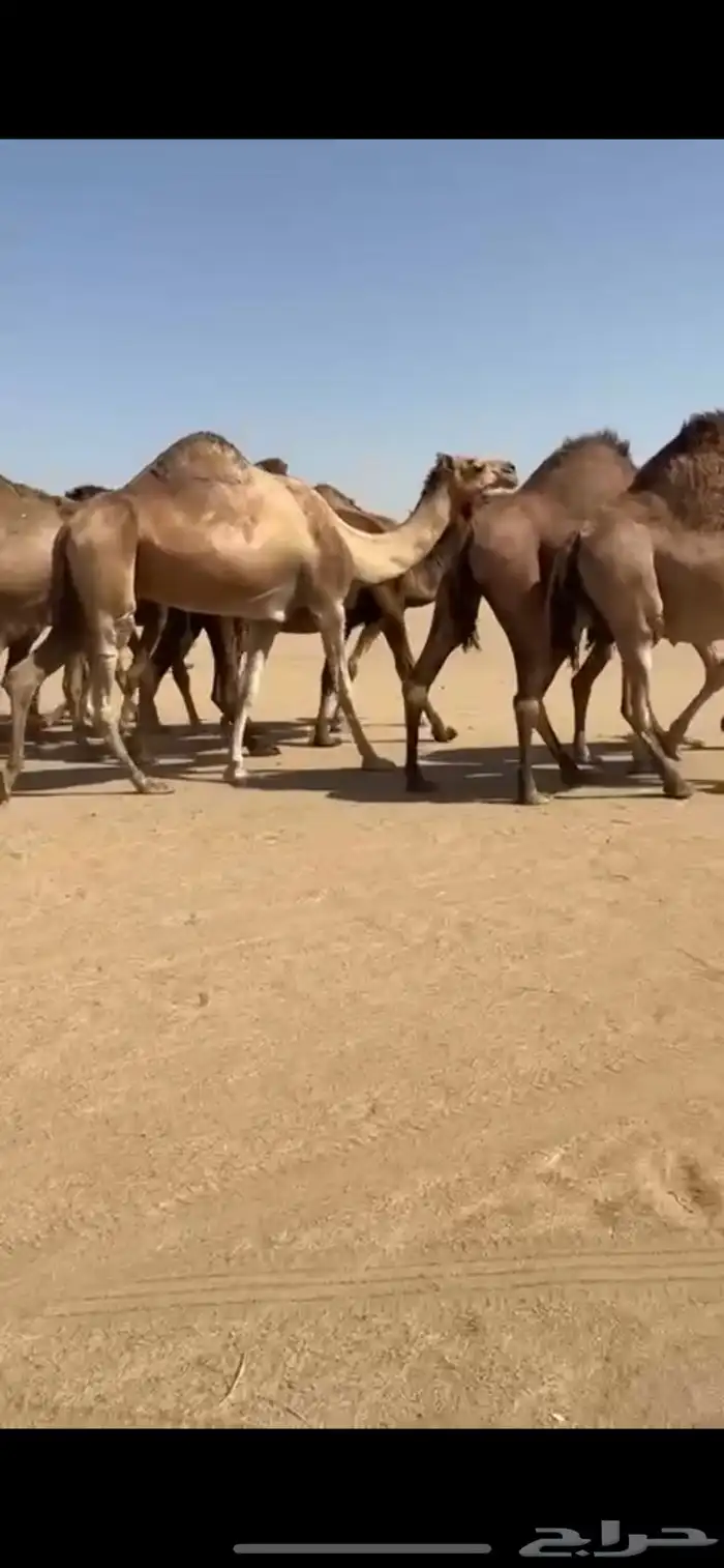 مراح أبل سواحل لقايح 5