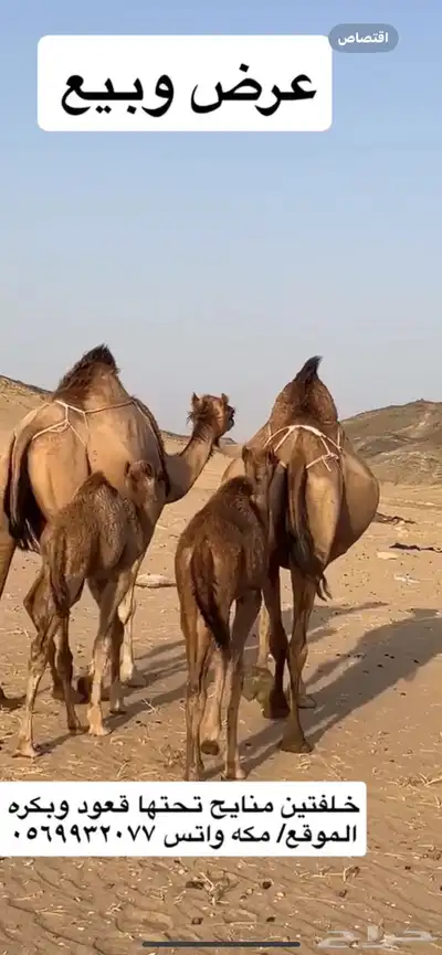 خلفات سواحل مصاغير(( تم البيع )) 2