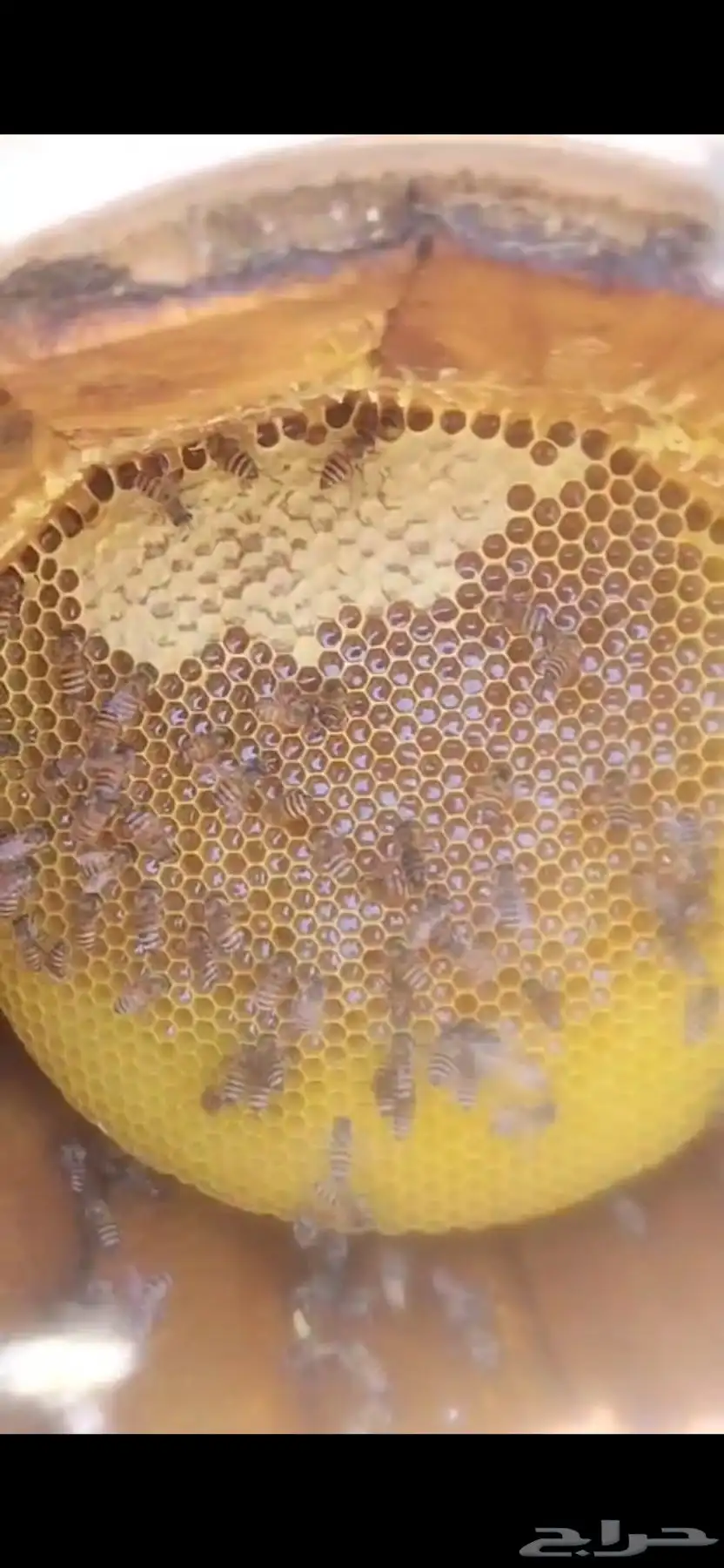 عسل طلح اصلي 2