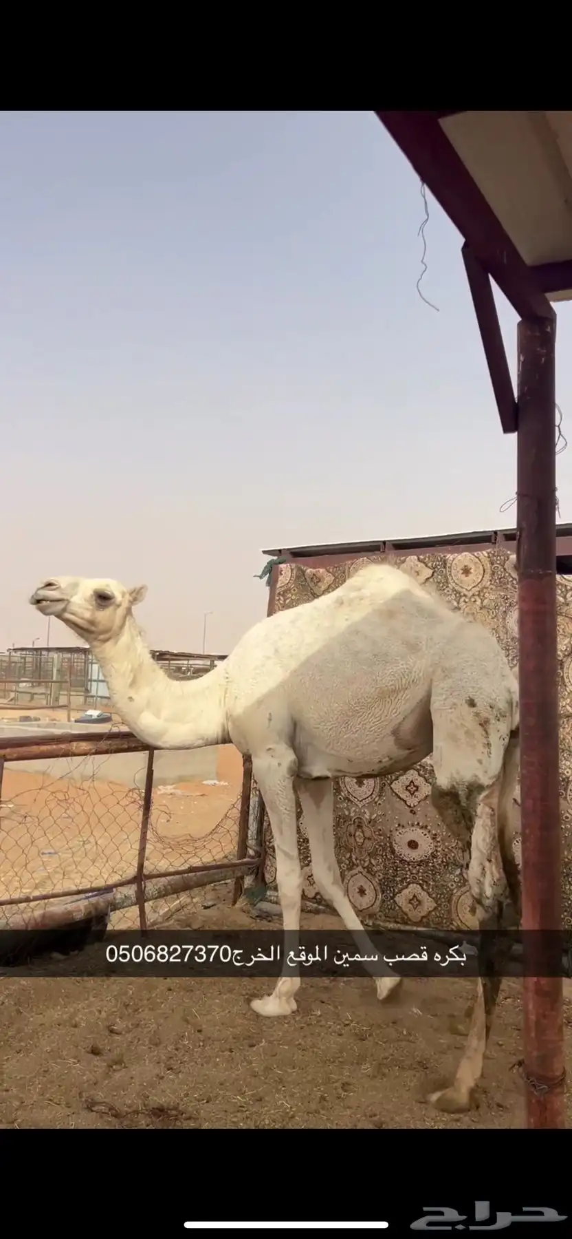 بكره قصب سمين 0