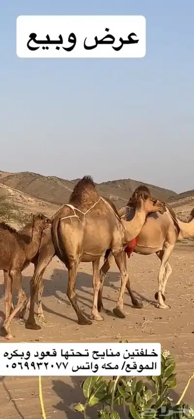 خلفات سواحل مصاغير(( تم البيع )) 6