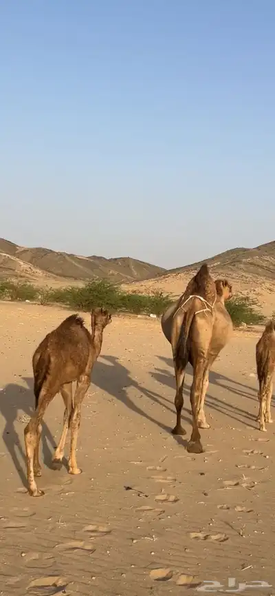 خلفات سواحل مصاغير(( تم البيع )) 10