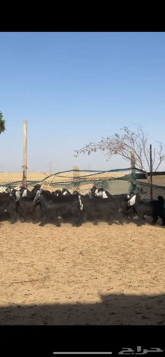 جفرات عوارض صنف فاخر بفحلها 12