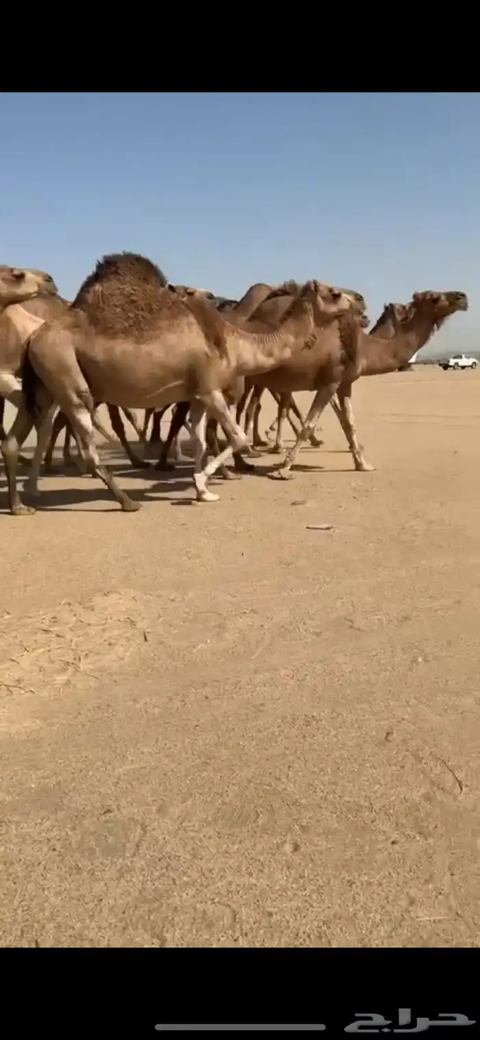 مراح أبل سواحل لقايح 7