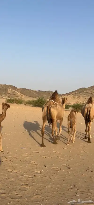 خلفات سواحل مصاغير(( تم البيع )) 11