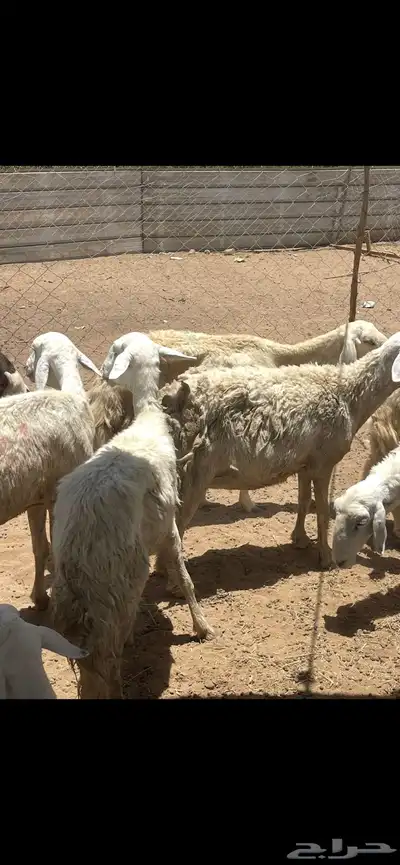 تم البيع 0