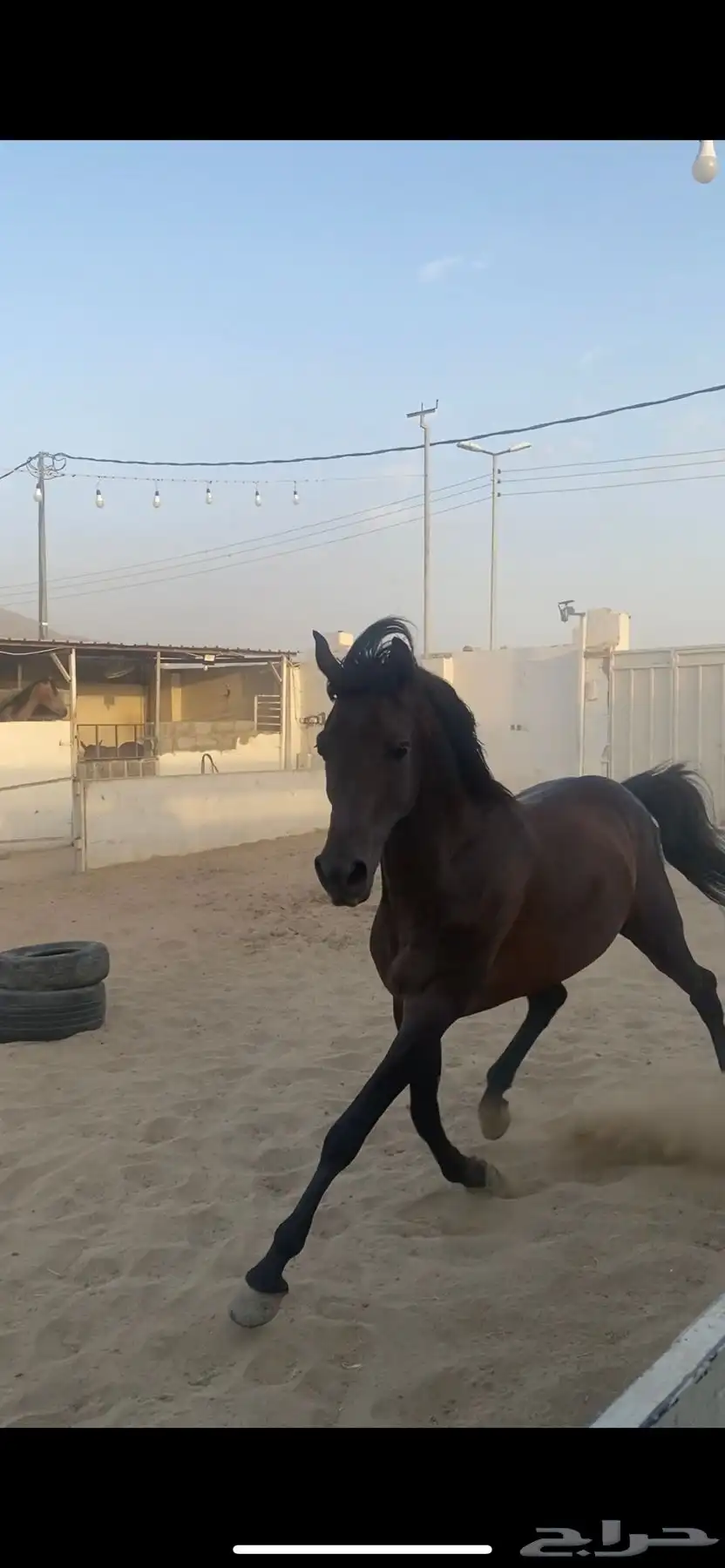 خيل كوميت 3