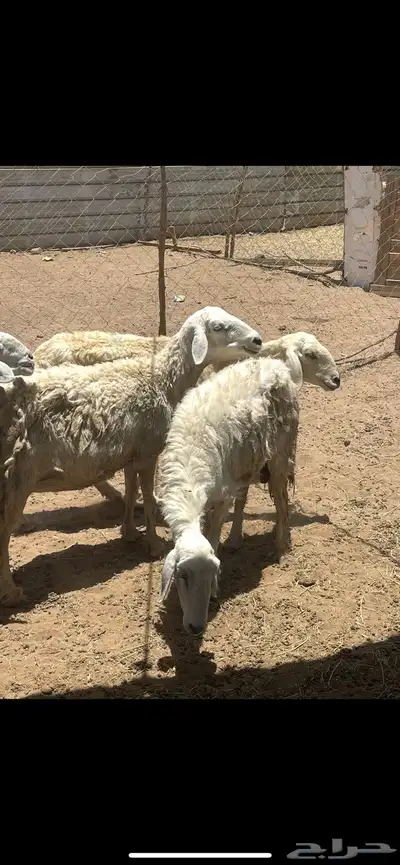 تم البيع 5