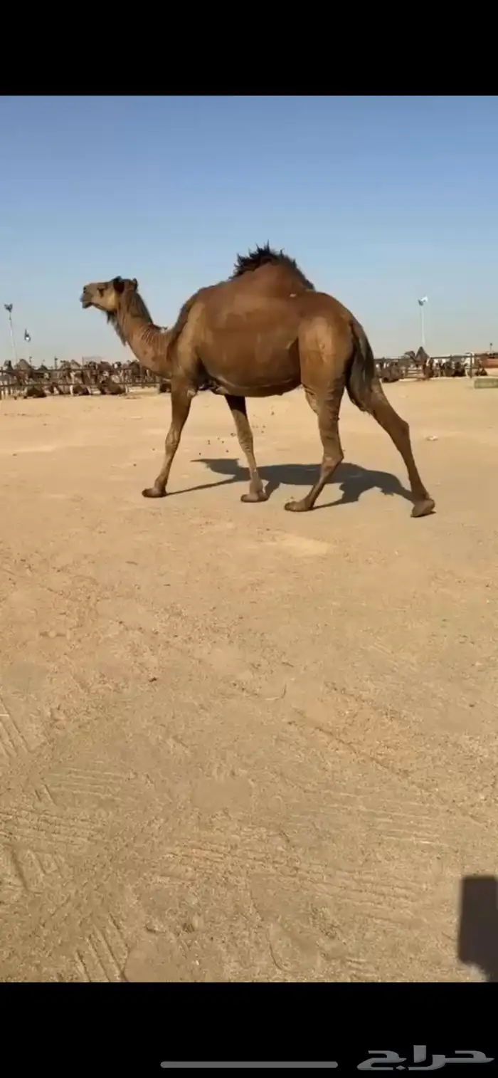 ناقه ساحلية لقحة طيبه 0