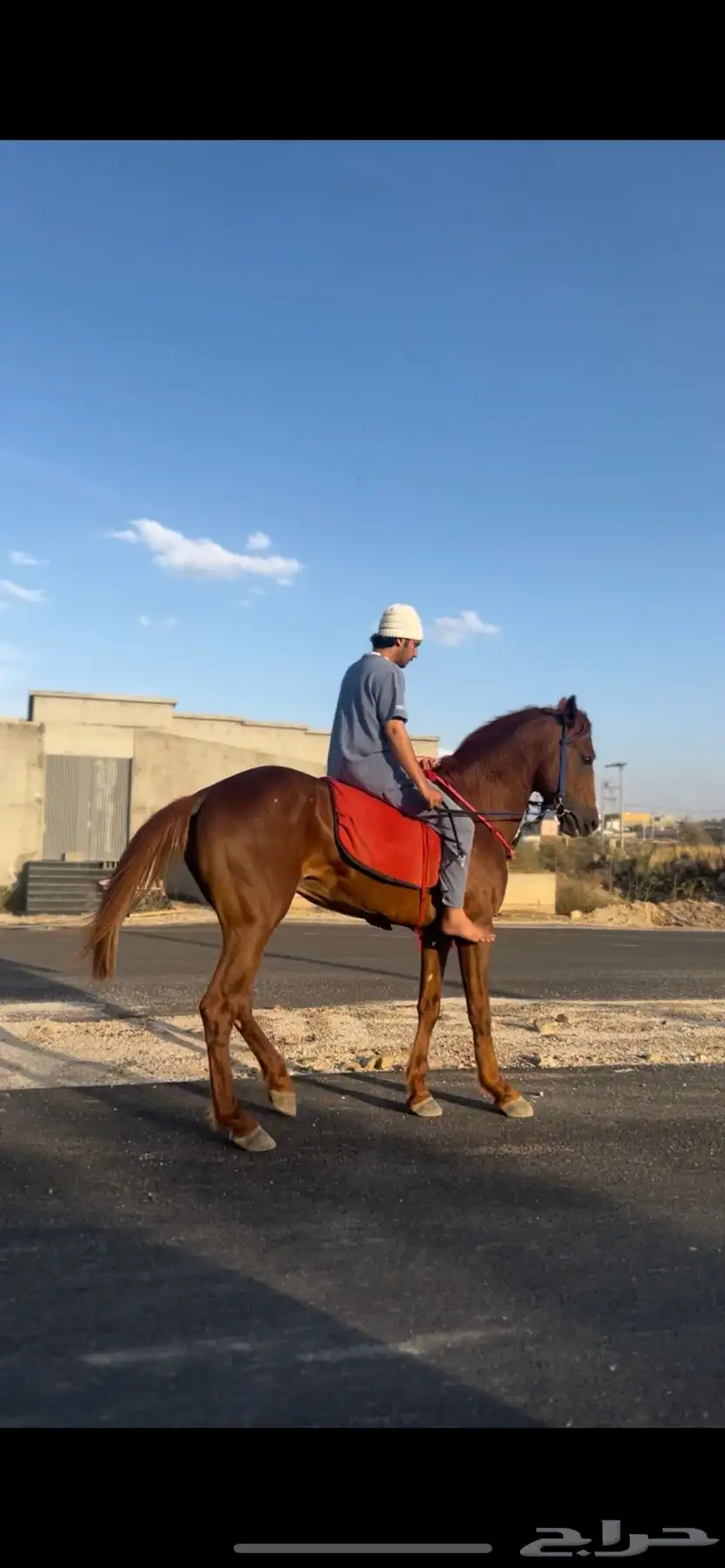 خيل شعبي كفو 5