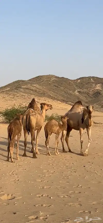 خلفات سواحل مصاغير(( تم البيع )) 3