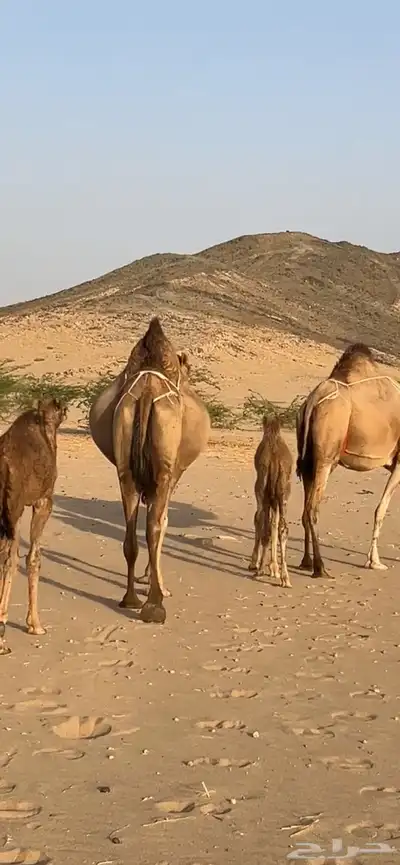 خلفات سواحل مصاغير(( تم البيع )) 1