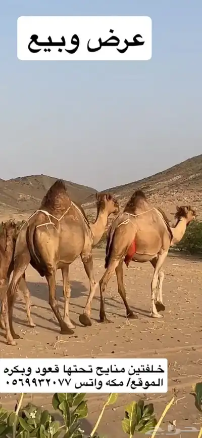 خلفات سواحل مصاغير(( تم البيع )) 5