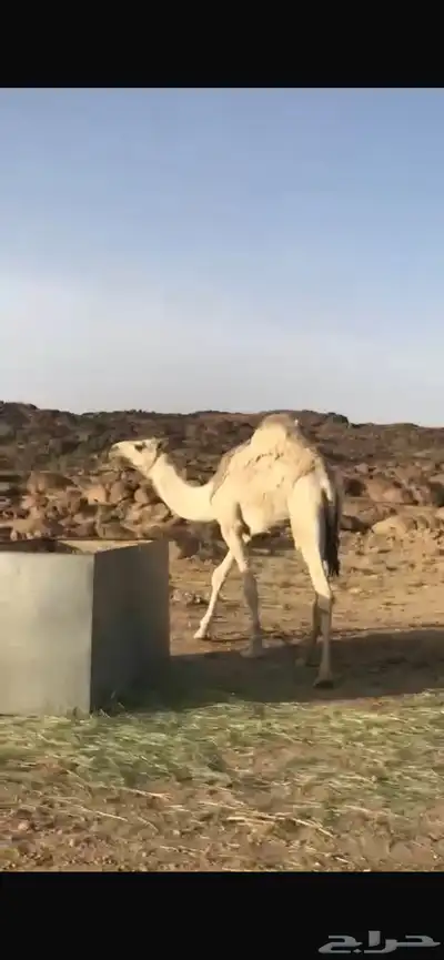 قعود العمر قريب من السنتين 0
