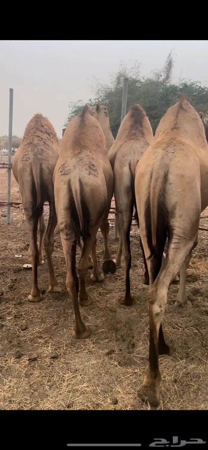 قعدان زواجات ومبادي 1