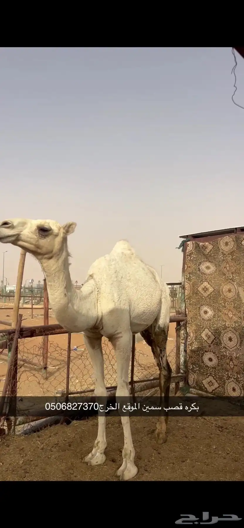 بكره قصب سمين 2