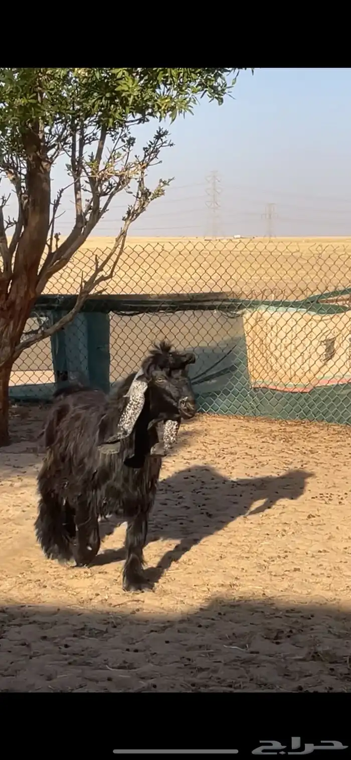 جفرات عوارض صنف فاخر بفحلها 32