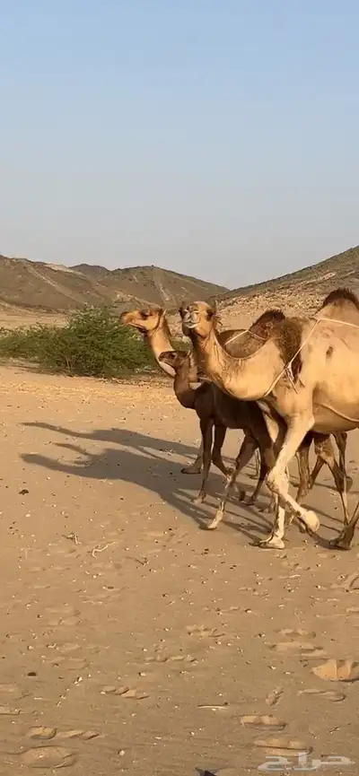 خلفات سواحل مصاغير(( تم البيع )) 9