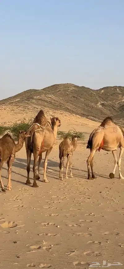 خلفات سواحل مصاغير(( تم البيع )) 7