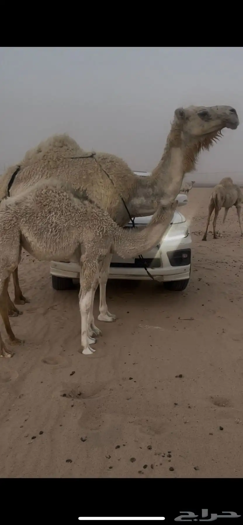 عشرا وضحى للبيع تحتها بكره 0