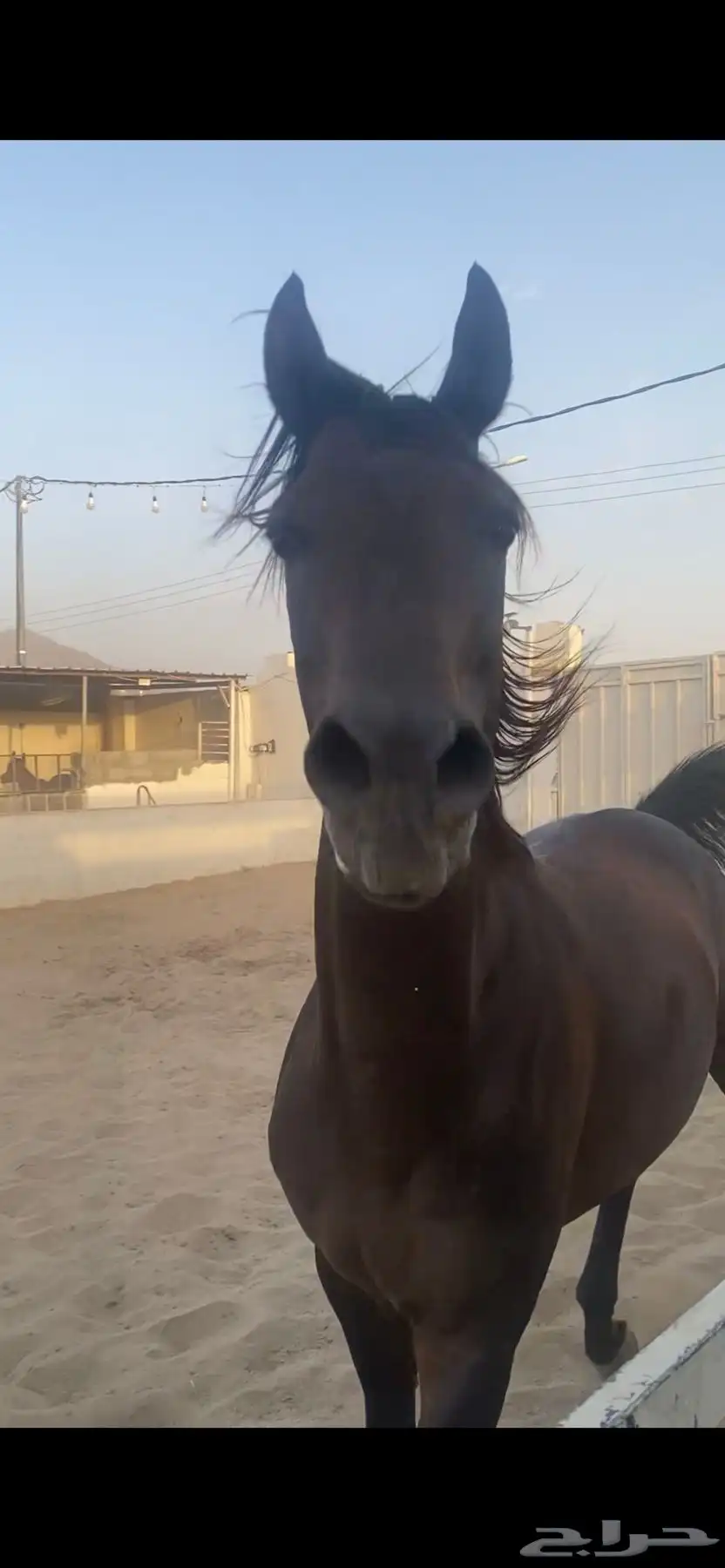 خيل كوميت 4