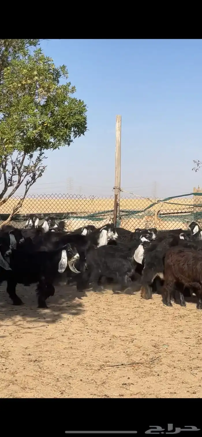 جفرات عوارض صنف فاخر بفحلها 16
