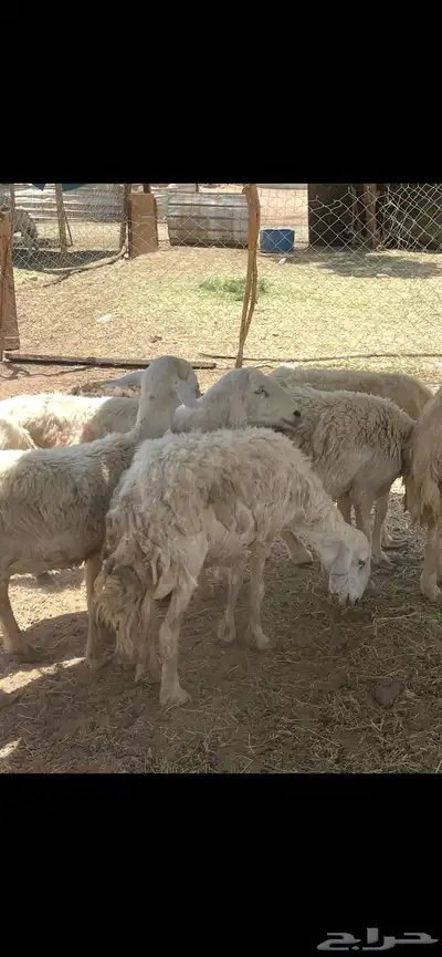 تم البيع 7