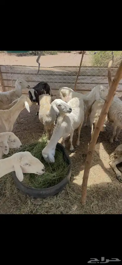 تم البيع 3