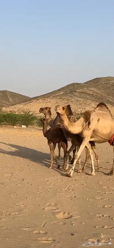 خلفات سواحل مصاغير(( تم البيع )) 8