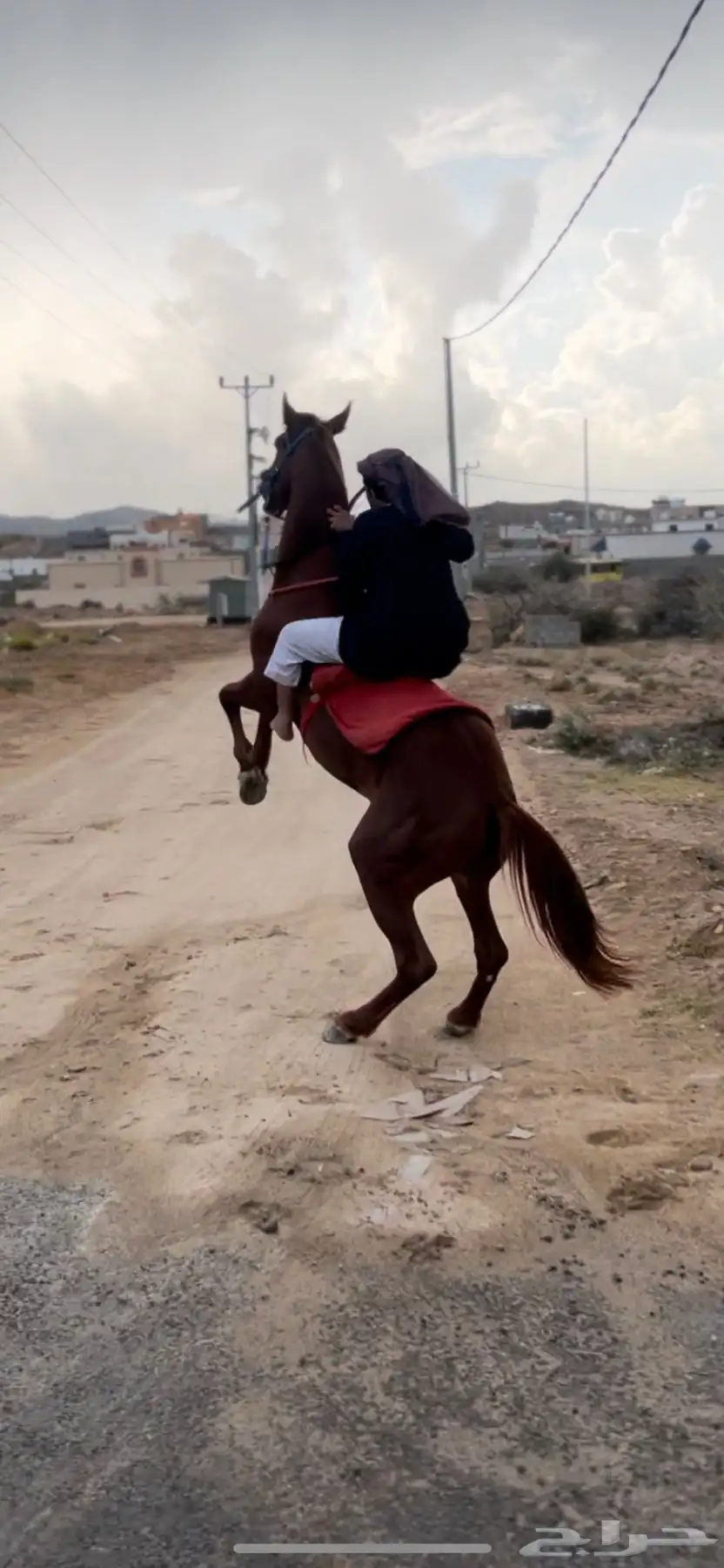 خيل شعبي كفو 6