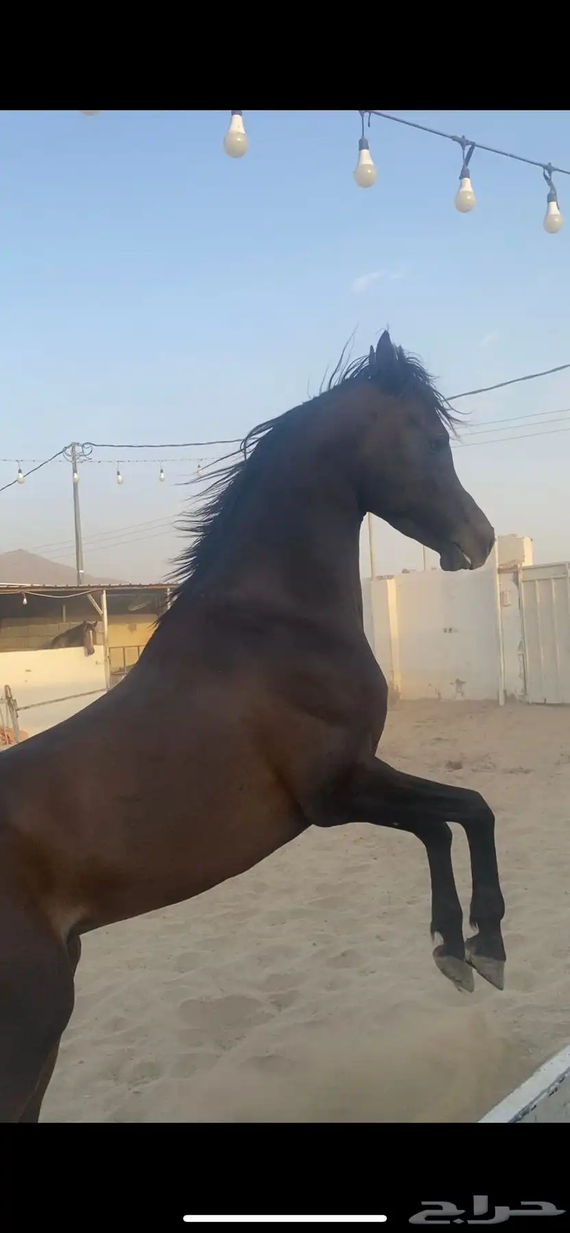 خيل كوميت 2
