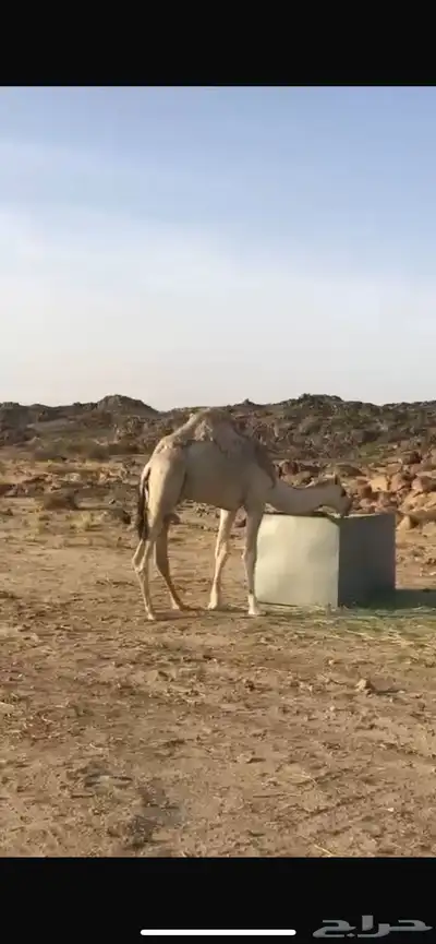 قعود العمر قريب من السنتين 1