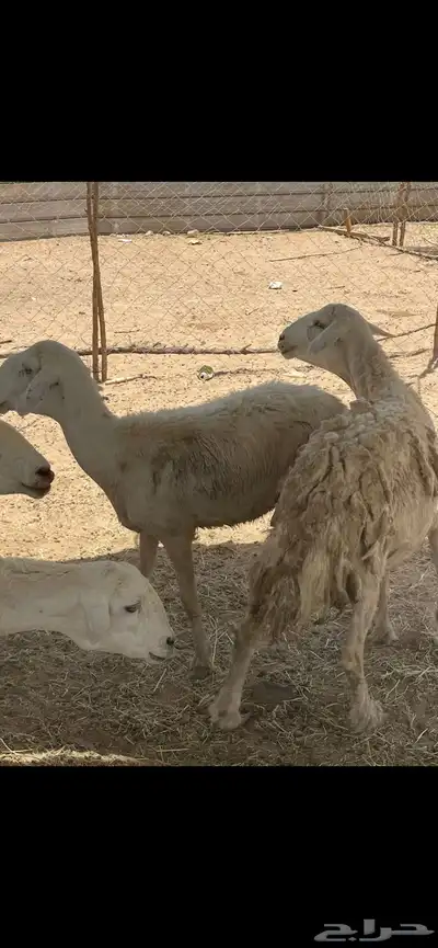 تم البيع 2