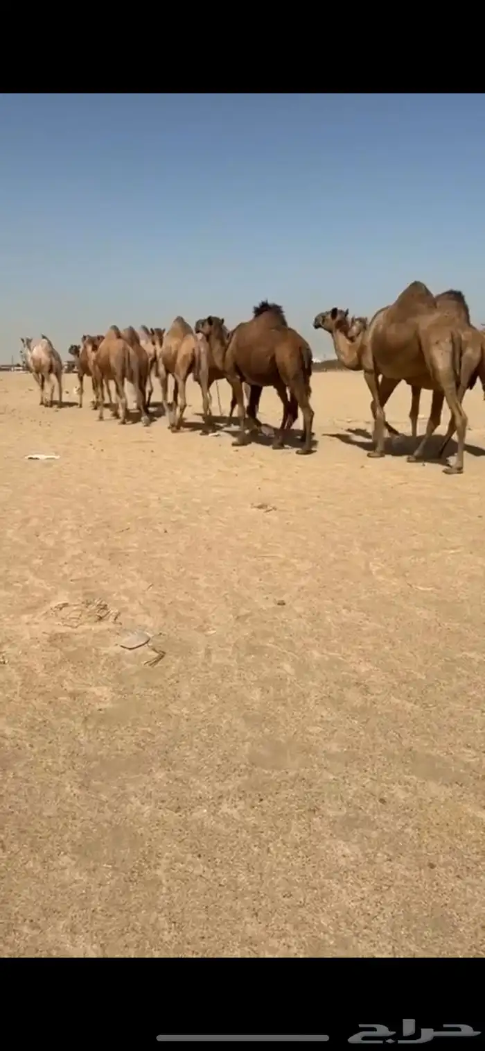 مراح أبل سواحل لقايح 4