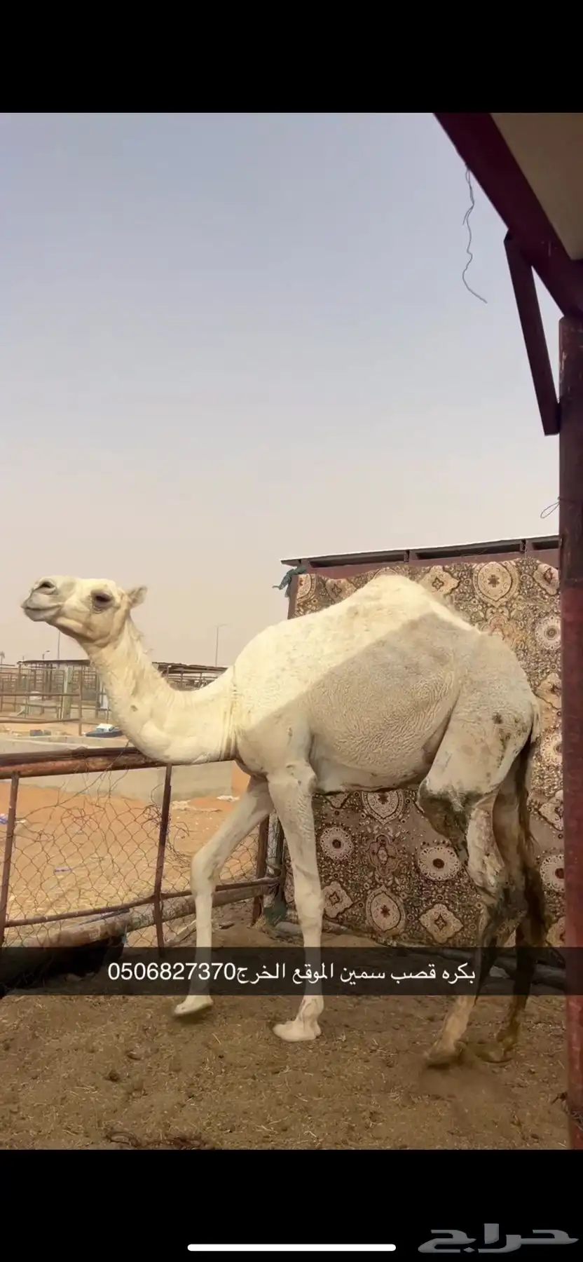 بكره قصب سمين 3