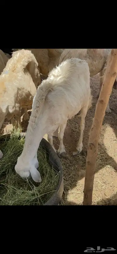 تم البيع 4