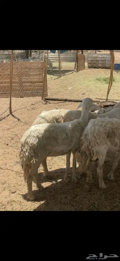 تم البيع 1