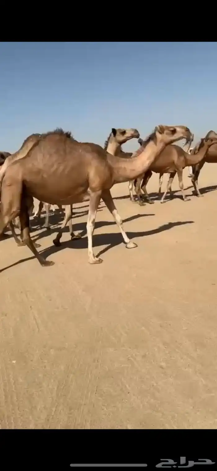 مراح أبل سواحل لقايح 3