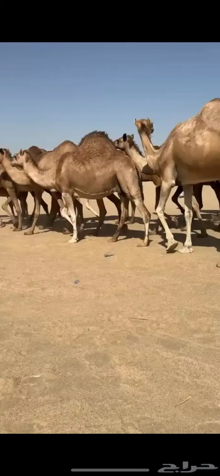 مراح أبل سواحل لقايح 2